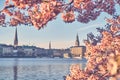 Cherryblossom in Spring in Hamburg Royalty Free Stock Photo