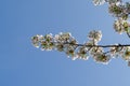 Cherryblossom in spring in the sun against a clear blue sky