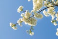 Cherryblossom in spring in the sun against a clear blue sky