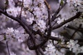 Cherryblossom spring time Royalty Free Stock Photo