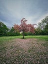 Cherryblossom tree