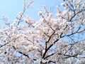 cherryblossom