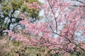 Cherryblossom tree at the park in Tokyo, Japan