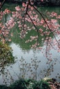 Cherryblossom tree with the reflection on the river
