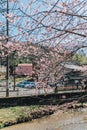 Cherryblossom tree with the river