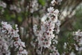 Cherry blossoms on a bush close-up, macro Royalty Free Stock Photo