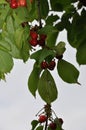 cherrys on cherry tree Royalty Free Stock Photo