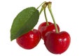 Cherrys and leaf Royalty Free Stock Photo