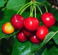 cherrys in the tree Royalty Free Stock Photo