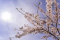 Cherrytree at springtime Royalty Free Stock Photo