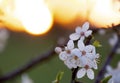 Cherrywood flowers