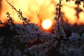 Cherrywood flowers in the sunset