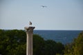 Chersonesus, Gull on Corinthian columns Royalty Free Stock Photo