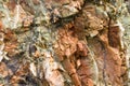 Chert layers closeup at Rainbow Rock, Oregon Royalty Free Stock Photo