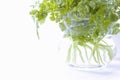 Chervil Royalty Free Stock Photo