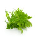 Chervil Royalty Free Stock Photo