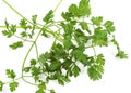 Chervil, anthriscus cerefolium, Aromatic Plant against White Background Royalty Free Stock Photo