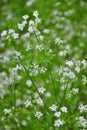 Chervil Anthriscus cerefolium Royalty Free Stock Photo