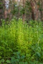 Chervil, Anthriscus cerefolium, French parsley or garden chervil blooming. White small flowers on high green stem on meadow