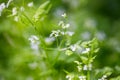 Chervil, Anthriscus cerefolium , French parsley or garden chervil . Small white flowers in the forest. Shallow depth of Royalty Free Stock Photo