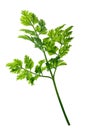 Chervil Anthriscus cerefolium, paths Royalty Free Stock Photo