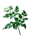 Chervil Anthriscus cerefolium, paths Royalty Free Stock Photo