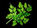 Chervil Anthriscus cerefolium, paths Royalty Free Stock Photo