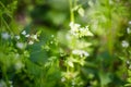 Chervil, Anthriscus cerefolium , sometimes called French parsley or garden chervil Small white flowers on a green Royalty Free Stock Photo