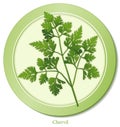 Chervil Herb