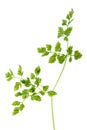 Chervil Leaves Isolated Royalty Free Stock Photo