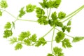 Chervil Leaves Isolated Royalty Free Stock Photo