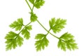 Chervil Leaves Isolated Royalty Free Stock Photo