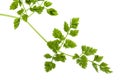 Chervil Leaves Isolated Royalty Free Stock Photo
