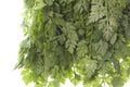 Chervil Leaves Isolated Royalty Free Stock Photo