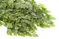 Chervil Leaves Isolated Royalty Free Stock Photo