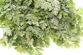 Chervil Leaves Isolated Royalty Free Stock Photo