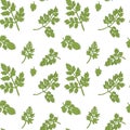 Chervil seamless pattern