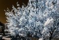 Chery tree blossom, flowers and sun, infrared Royalty Free Stock Photo