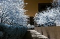 Chery tree blossom, flowers and sun, infrared Royalty Free Stock Photo