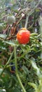 A cherys tomatoes in the rainy morning Royalty Free Stock Photo