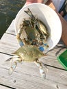 Chesapeake Bay Blue Crabs Royalty Free Stock Photo