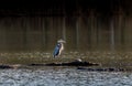 Chesapeake Bay Great Blue Heron Royalty Free Stock Photo