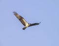 On the Chesapeake Bay an osprey in mid air flight staring at the photographer with blue sky background. Royalty Free Stock Photo