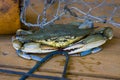 Chesapeake Blue Crab