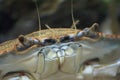 Chesapeake Blue Crab Royalty Free Stock Photo