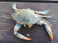 Chesapeake blue crab