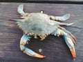 Chesapeake blue crab Royalty Free Stock Photo