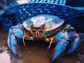 Ai Generated illustration Wildlife Concept of Chesapeake Blue Crab Royalty Free Stock Photo