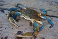 Chesapeake Blue Crab on a Wooden Dock Royalty Free Stock Photo