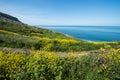 Chesil Beach Flowers